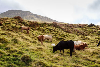 Cows grazing in a field