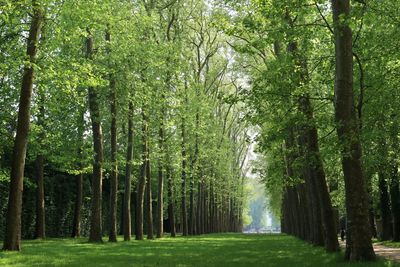 View of trees in forest