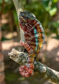 Close-up of lizard on tree