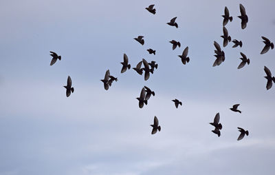 Low angle view of birds flying