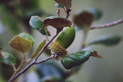 Close-up of berries growing on tree