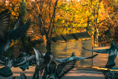 View of birds flying over trees during sunset