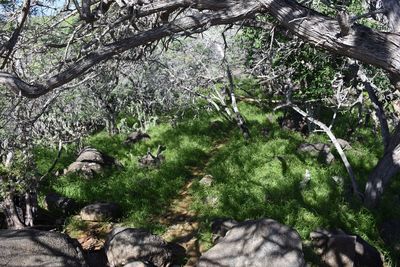Trees growing in forest