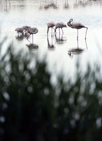 Ducks in a lake