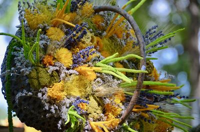 Close-up of yellow flowering plant