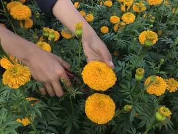 High angle view of person hand on yellow flowering plants