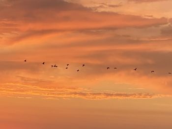 Flock of birds flying in sky during sunset