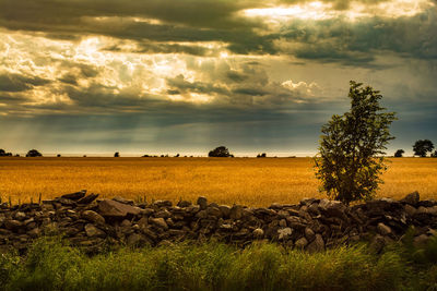 Scenic view of field against sky