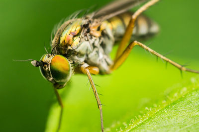 Close-up of insect on plant