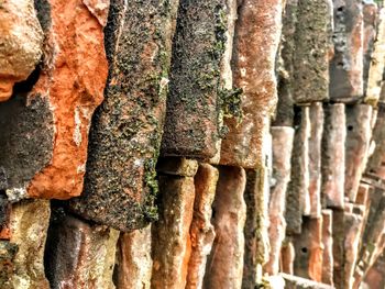 Full frame shot of tree trunk