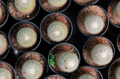 Full frame shot of potted cactus