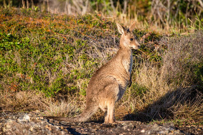 Side view of kangaroo standing on rock