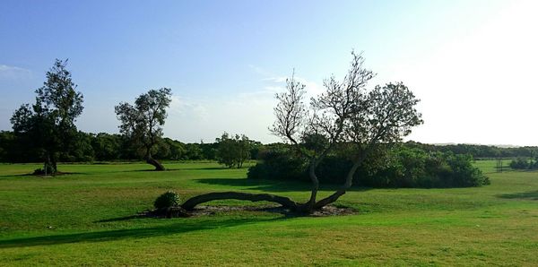 Scenic view of grassy field against sky