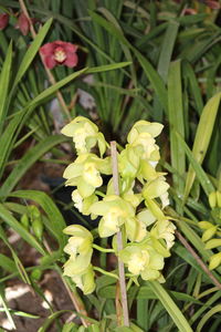 Close-up of plants