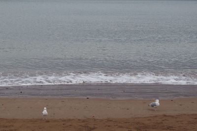 Seagulls on beach