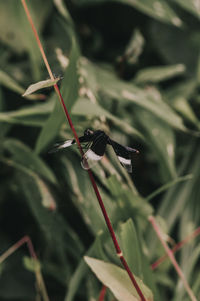 Close-up of insect on plant