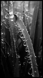 Close-up of water drops on leaf