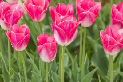 Close-up of pink flowers blooming outdoors