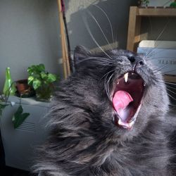 Close-up of cat yawning