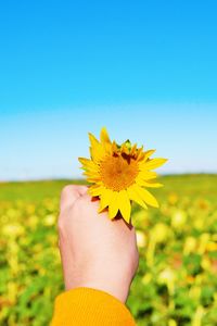 Cropped hand holding sunflower