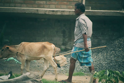 Side view of horse standing on field