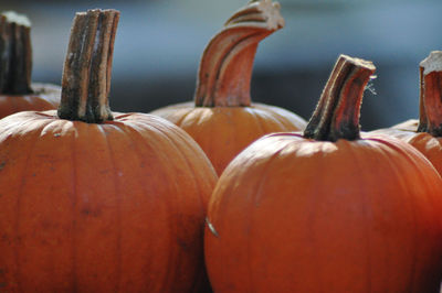 Close-up of pumpkins