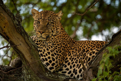 Leopard lies in shade behind split branch