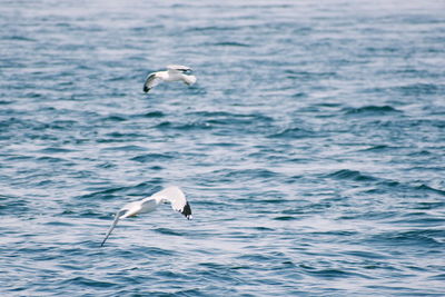 Seagulls flying over sea