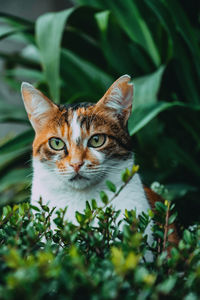 Portrait of a cat