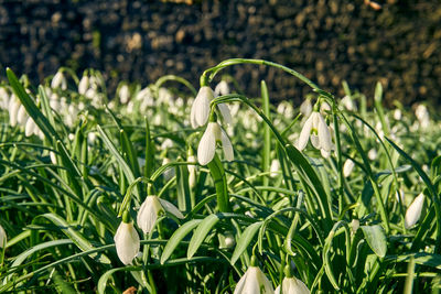 Close-up of fresh green flowering plants on field