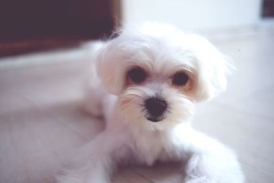 Close-up portrait of puppy at home