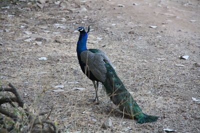 High angle view of peacock