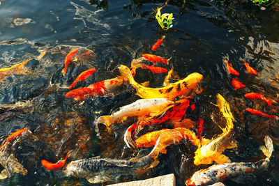 High angle view of koi carps swimming in pond