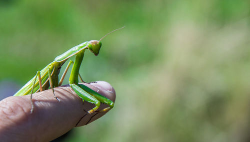 Close-up of hand holding grasshopper