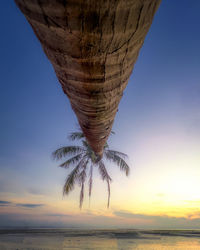 Low angle view of palm tree against sky during sunset