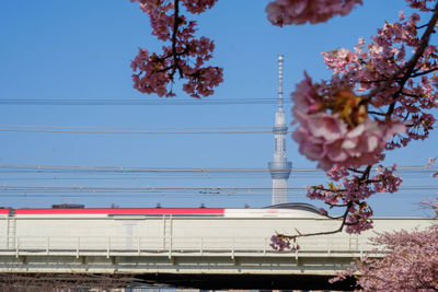 Cherry blossoms against sky