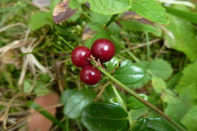 Close-up of red berries on tree