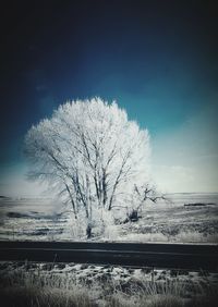 Bare tree on field against sky during winter