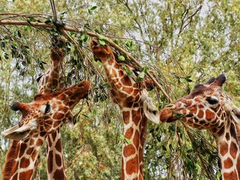 Close-up of lizard on tree