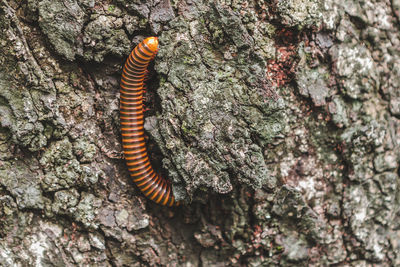 Close-up of caterpillar on tree trunk