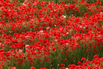 Red poppy flowers blooming on field