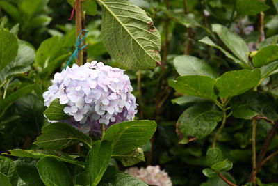 Close-up of purple hydrangea plant