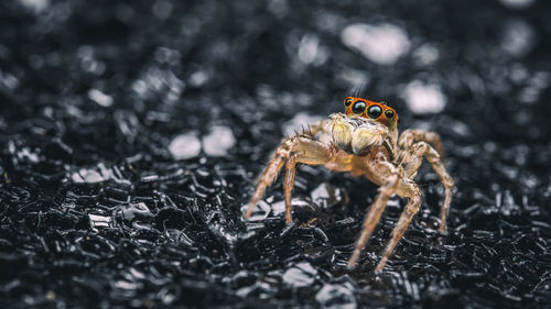 Close-up of spider