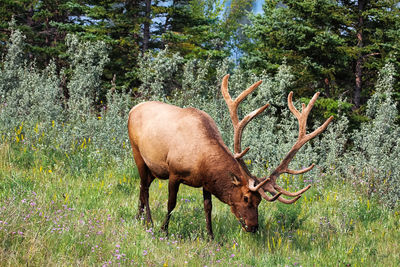 A large bull elk grazes on grass.