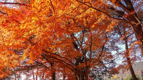 Low angle view of maple tree during autumn