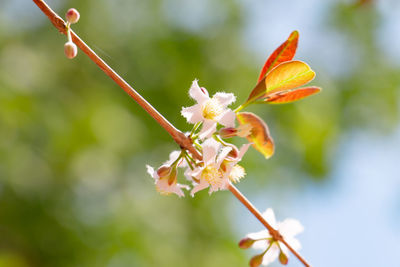 Close-up of cherry blossoms