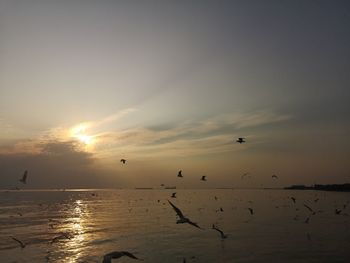 Silhouette birds flying over sea against sky during sunset