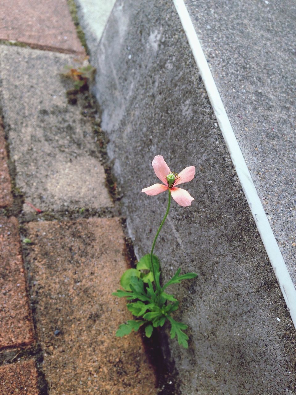 flower, high angle view, petal, leaf, plant, growth, street, fragility, freshness, transportation, nature, asphalt, road, day, sunlight, sidewalk, outdoors, no people, shadow, footpath