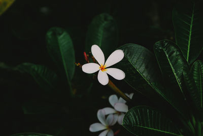 Close-up of white flowering plant