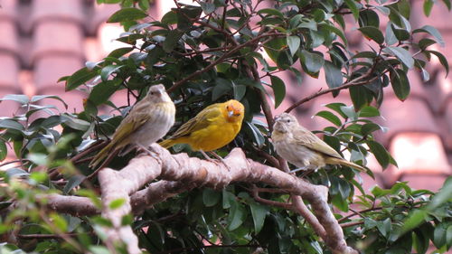 Birds perching on tree